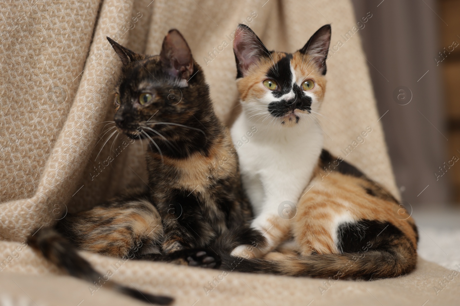 Cute calico kittens and blanket on floor at home Photo of Cute calico kittens and blanket on floor at home