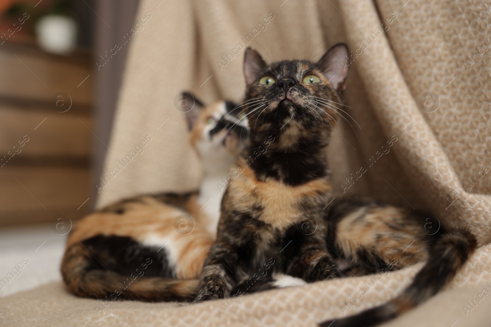 Cute calico kittens and blanket on floor at home Photo of Cute calico kittens and blanket on floor at home