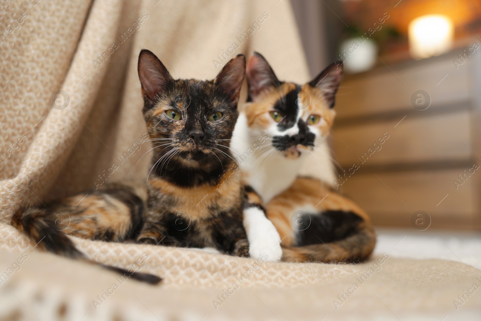 Cute calico kittens and blanket on floor at home Photo of Cute calico kittens and blanket on floor at home