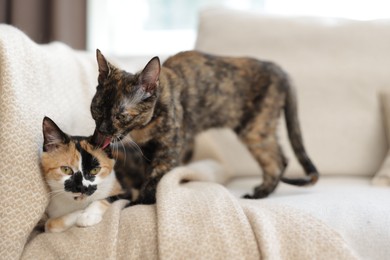Photo of Cute calico kittens on sofa at home