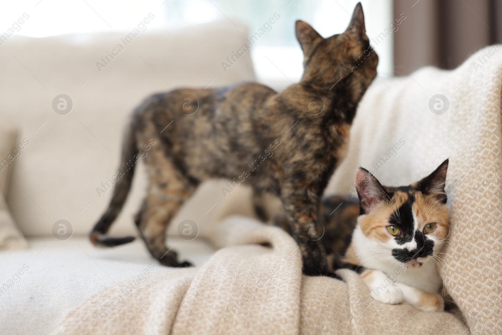 Cute calico kittens on sofa at home Photo of Cute calico kittens on sofa at home