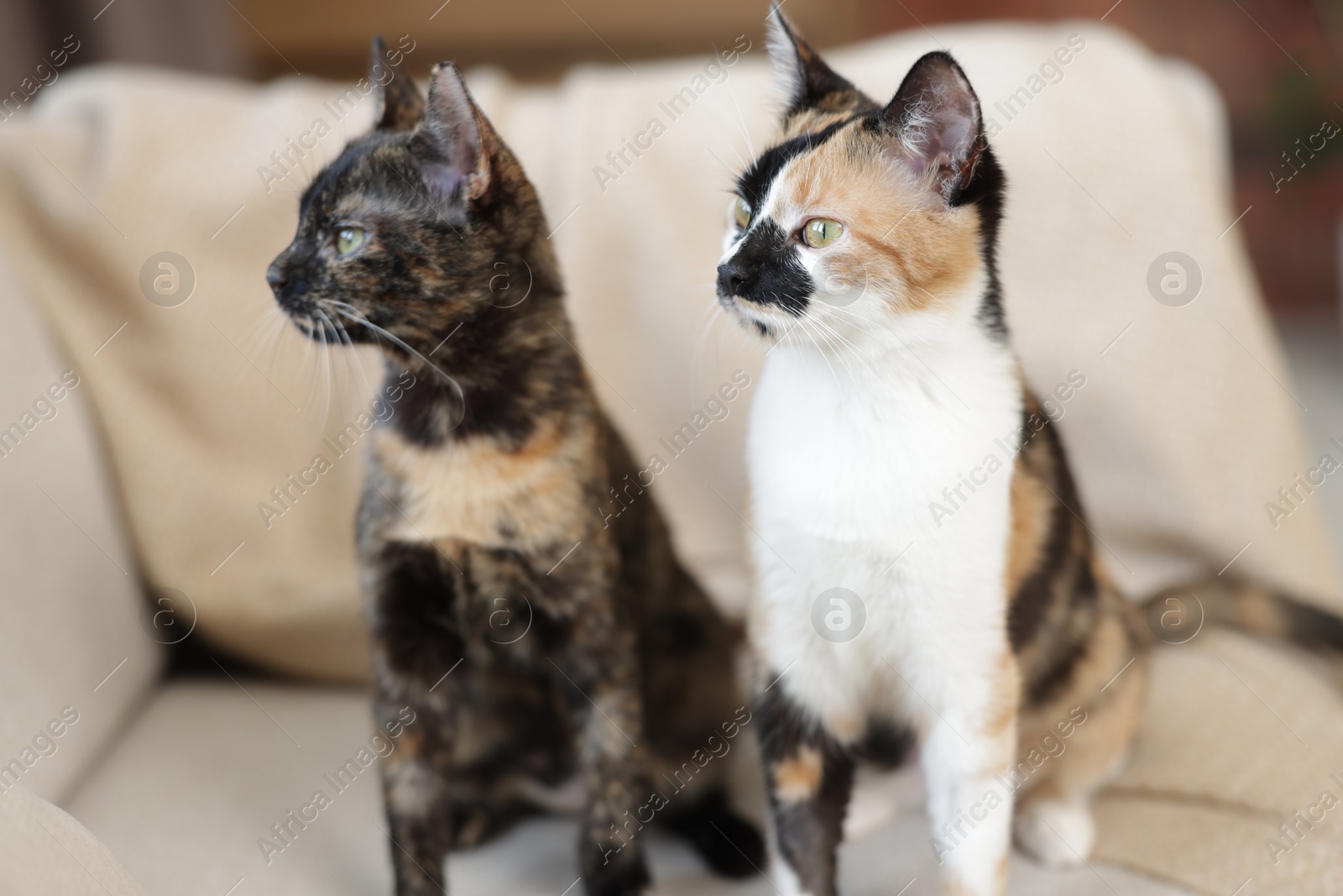 Cute calico kittens on sofa at home Photo of Cute calico kittens on sofa at home