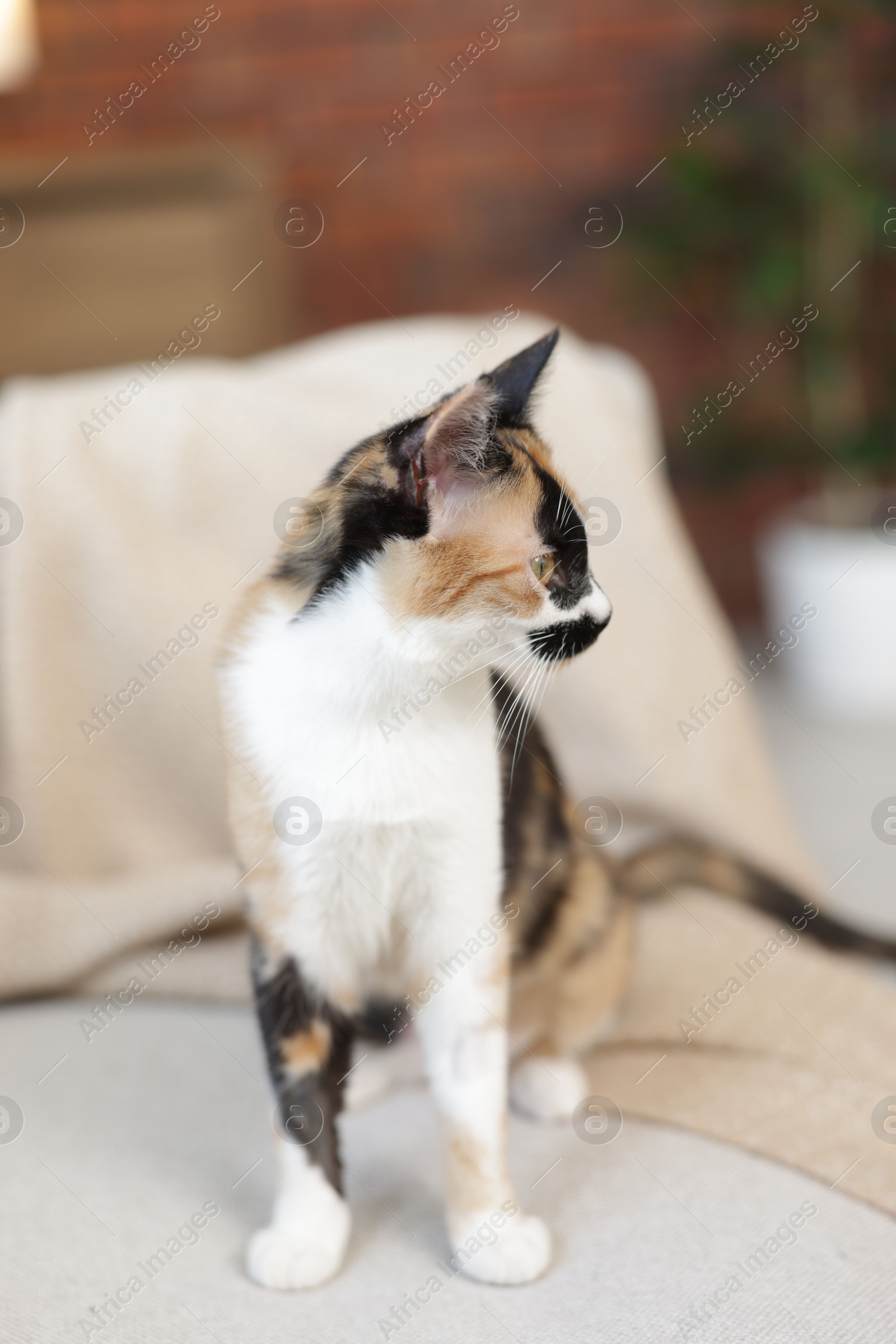 Cute calico kitten on sofa at home Photo of Cute calico kitten on sofa at home