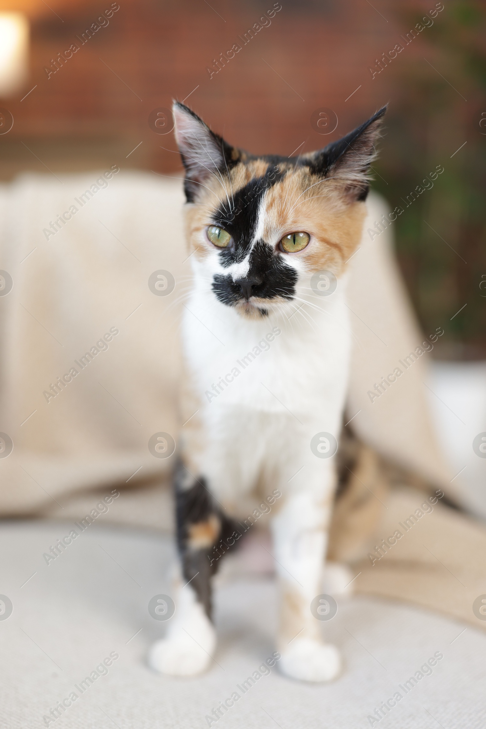 Cute calico kitten on sofa at home Photo of Cute calico kitten on sofa at home