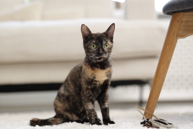 Photo of Cute calico kitten on floor at home