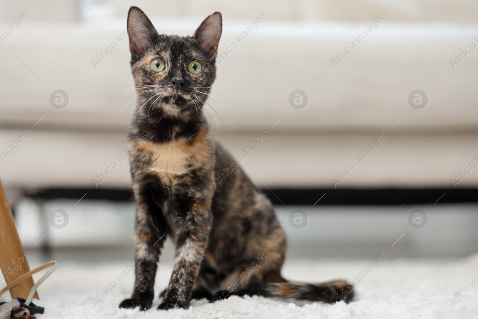 Cute calico kitten on floor at home Photo of Cute calico kitten on floor at home