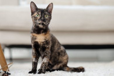 Photo of Cute calico kitten on floor at home