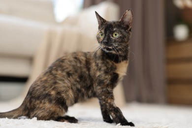Photo of Cute calico kitten on floor at home