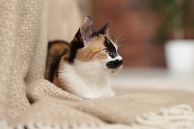 Photo of Cute calico kitten and blanket on floor at home, closeup. Space for text