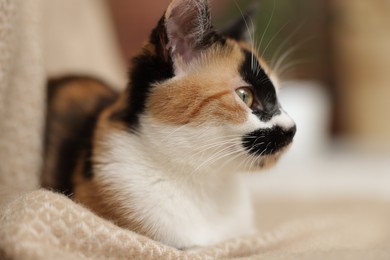 Photo of Cute calico kitten and blanket at home, closeup