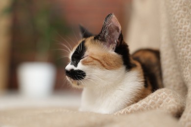 Photo of Cute calico kitten and blanket at home, closeup