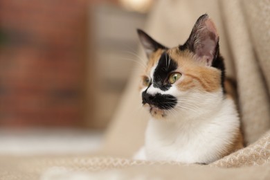 Photo of Cute calico kitten and blanket at home, closeup. Space for text