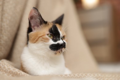 Photo of Cute calico kitten and blanket at home, closeup. Space for text