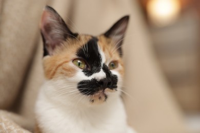 Photo of Cute calico kitten and blanket at home, closeup