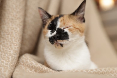 Photo of Cute calico kitten and blanket at home, closeup