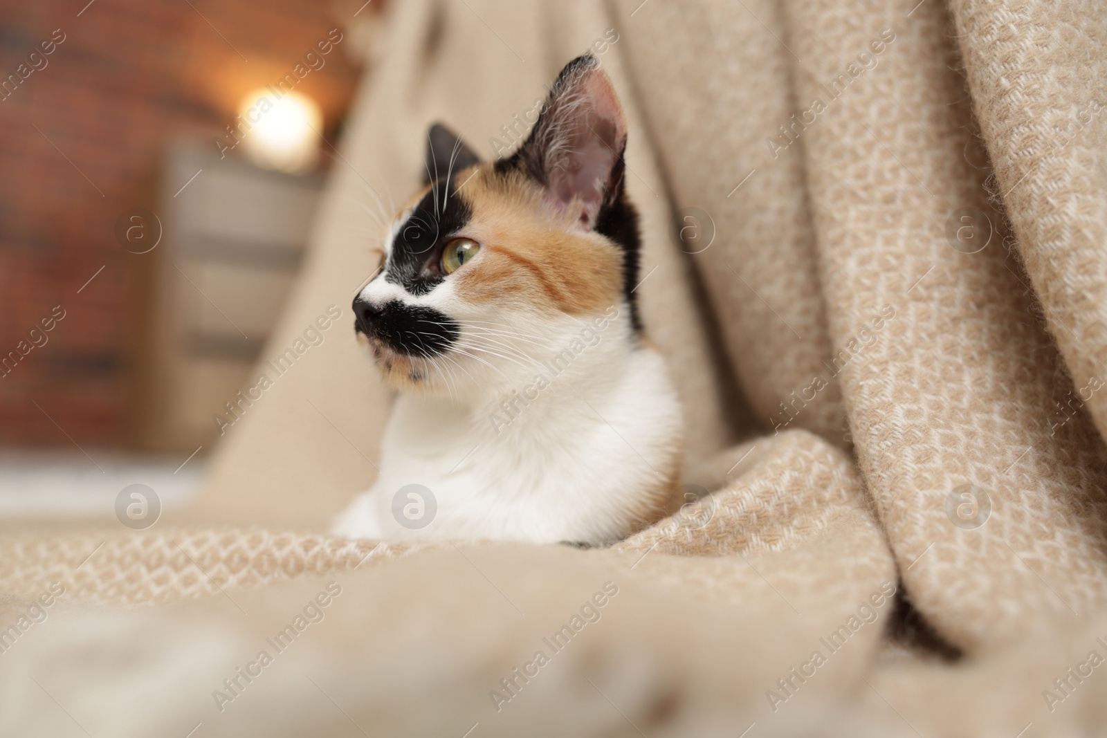 Cute calico kitten and blanket at home, closeup Photo of Cute calico kitten and blanket at home, closeup