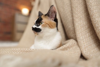 Photo of Cute calico kitten and blanket at home, closeup