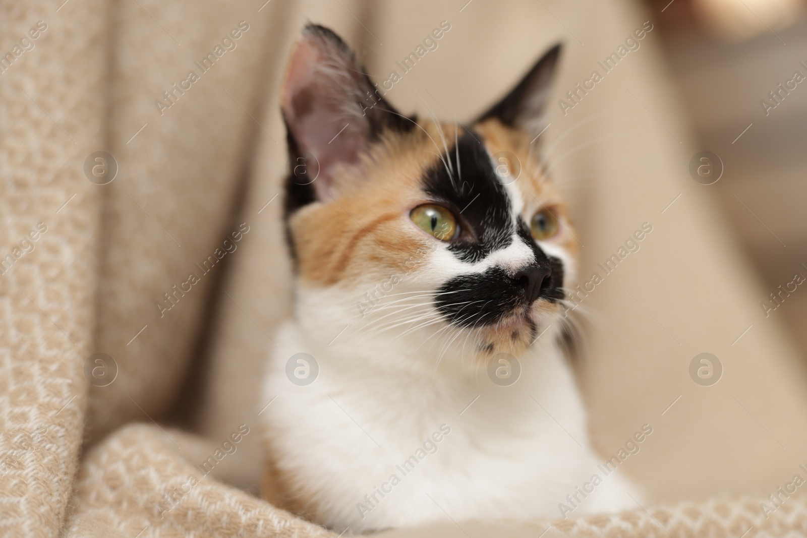Cute calico kitten and blanket at home, closeup Photo of Cute calico kitten and blanket at home, closeup