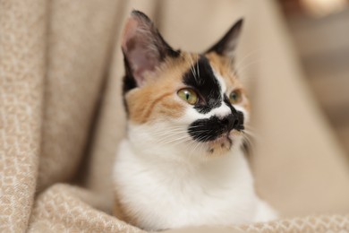 Photo of Cute calico kitten and blanket at home, closeup