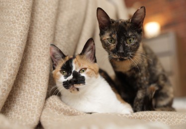 Photo of Cute calico kitten and blanket on floor at home