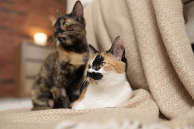 Photo of Cute calico kitten and blanket on floor at home, selective focus