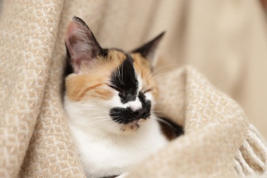 Photo of Cute calico kitten and blanket at home, closeup