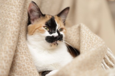 Photo of Cute calico kitten and blanket at home, closeup