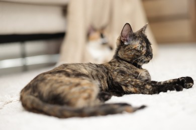 Photo of Cute calico kitten on floor at home