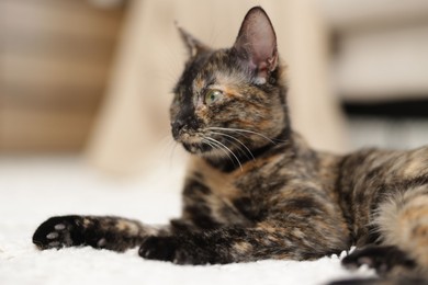Photo of Cute calico kitten on floor at home, closeup