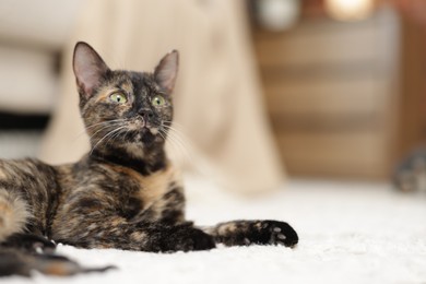 Photo of Cute calico kitten on floor at home, closeup. Space for text