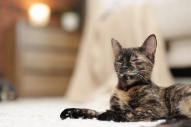 Photo of Cute calico kitten on floor at home, closeup. Space for text