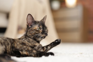 Photo of Cute calico kitten on floor at home, closeup. Space for text