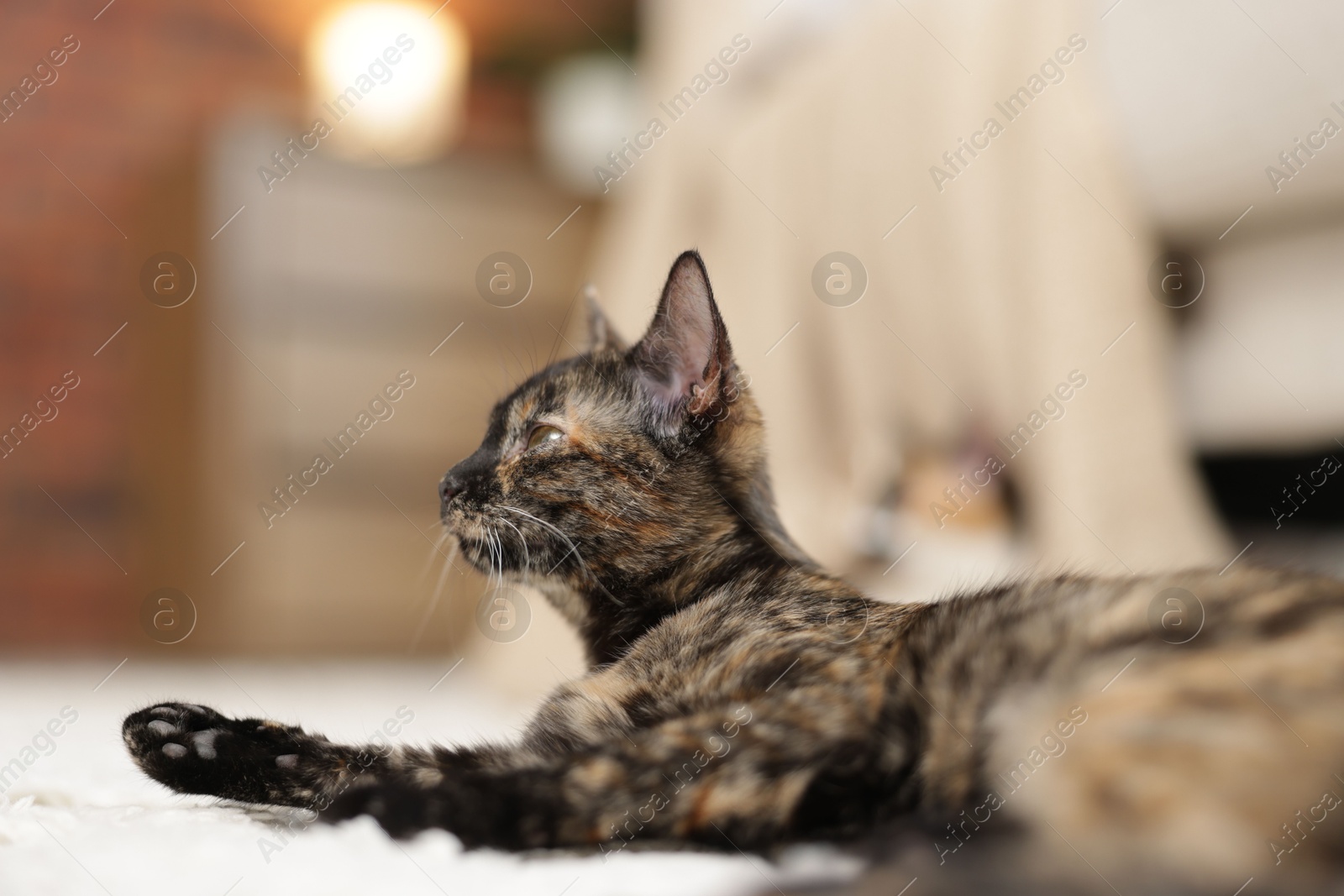 Cute calico kitten on floor at home, closeup Photo of Cute calico kitten on floor at home, closeup