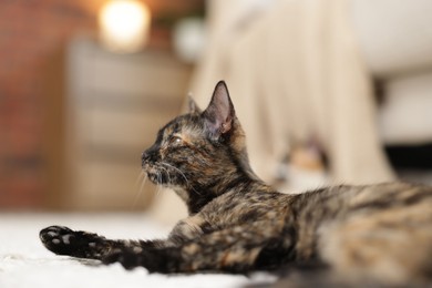 Photo of Cute calico kitten on floor at home, closeup