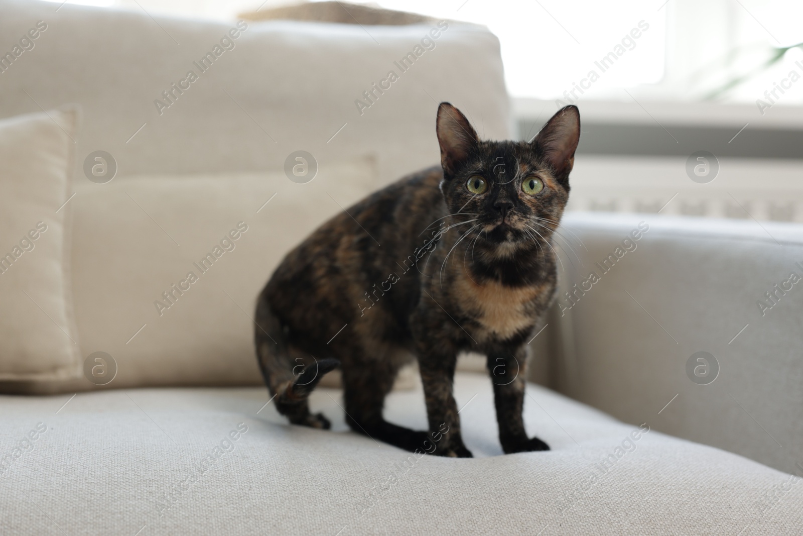 Cute calico kitten on sofa at home Photo of Cute calico kitten on sofa at home