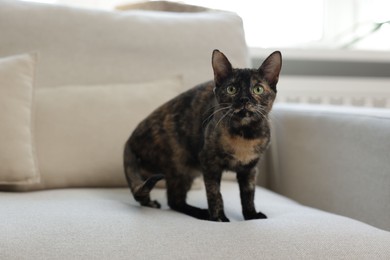 Photo of Cute calico kitten on sofa at home