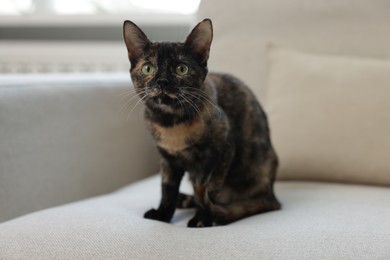 Photo of Cute calico kitten on sofa at home