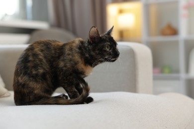 Photo of Cute calico kitten on sofa at home, space for text