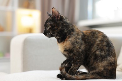 Photo of Cute calico kitten on sofa at home, space for text