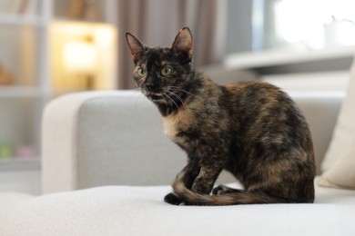 Photo of Cute calico kitten on sofa at home, space for text