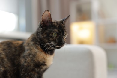 Photo of Cute calico kitten on sofa at home, closeup. Space for text
