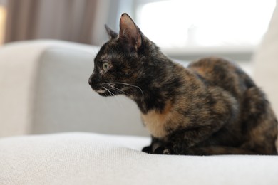 Photo of Cute calico kitten on sofa at home, closeup. Space for text