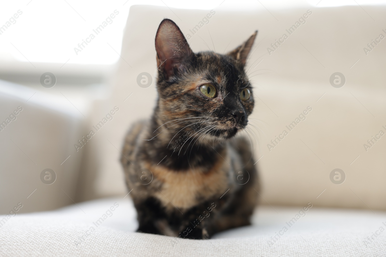 Cute calico kitten on sofa at home, closeup Photo of Cute calico kitten on sofa at home, closeup