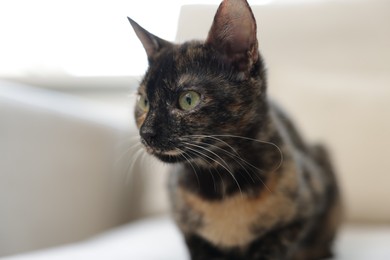 Photo of Cute calico kitten on sofa at home, closeup