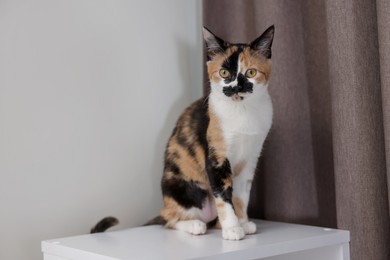 Photo of Cute calico kitten on dresser at home
