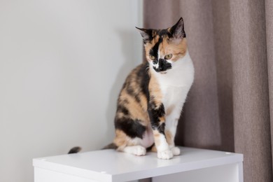 Photo of Cute calico kitten on dresser at home