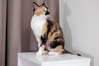 Photo of Cute calico kitten on dresser at home