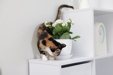 Photo of Cute calico kitten on dresser at home