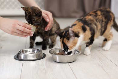 Photo of Woman feeding her cute calico kittens at home, closeup