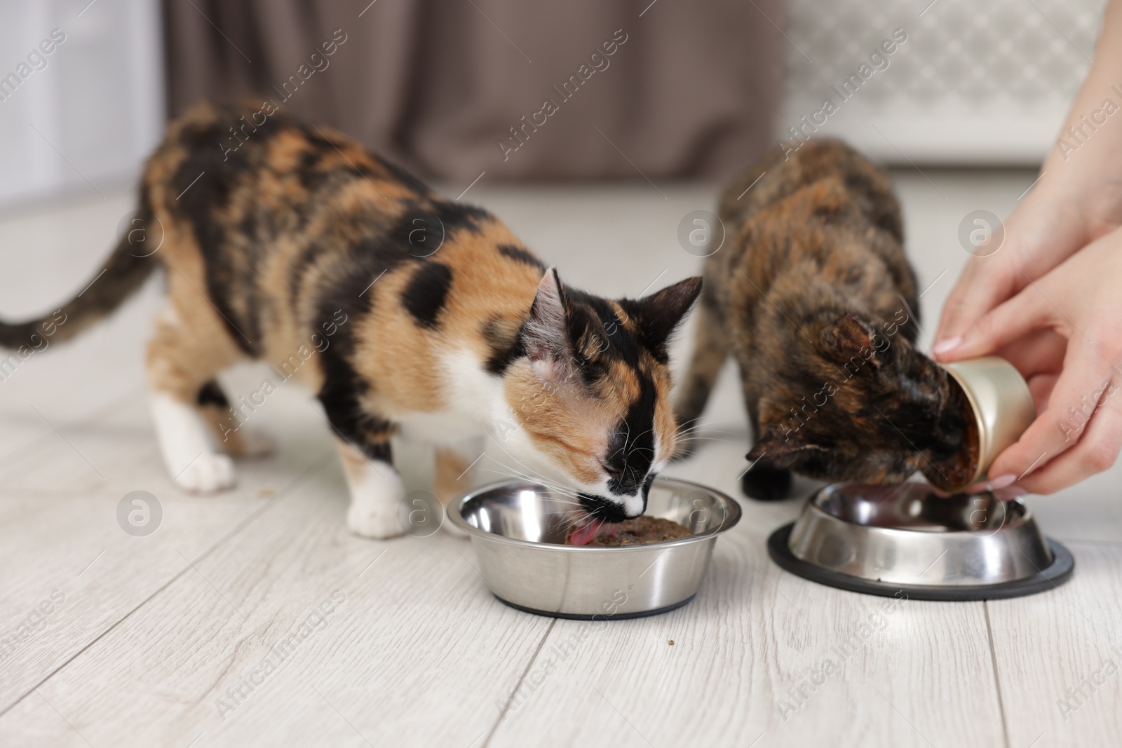 Woman feeding her cute calico kittens at home, closeup Photo of Woman feeding her cute calico kittens at home, closeup